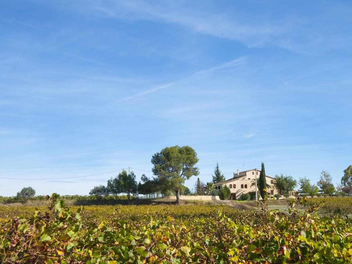 Masia Olivera Sant Pau d'Ordal エクステリア 写真